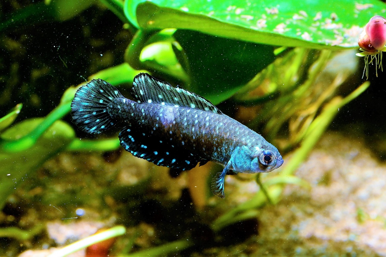 New species of killifish from Kenya already critically endangered