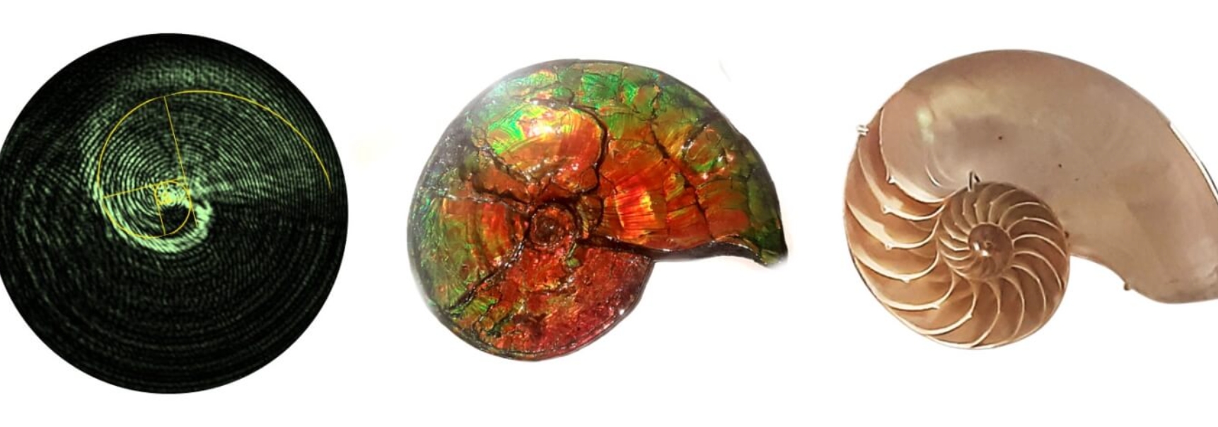 Light that spirals like a nautilus shell