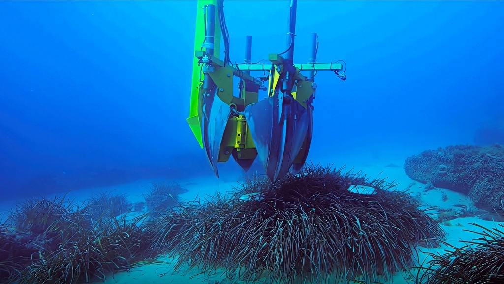 Transplanting Posidonia oceanica: a major scientific advance for the conservation of seagrass meadows