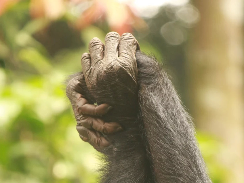 Female bonobos keep males in check with solidarity