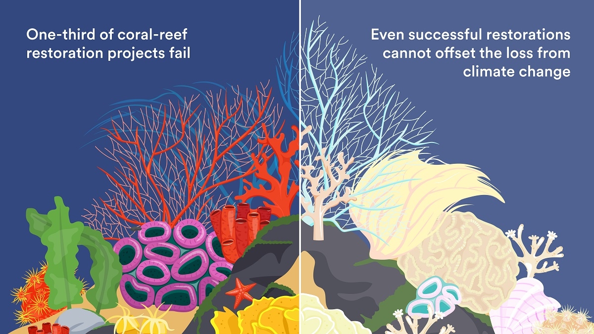 Restoration programs won’t save coral reefs