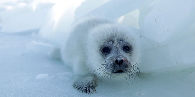 Caspian Sea decline threatens endangered seals and coastal communities