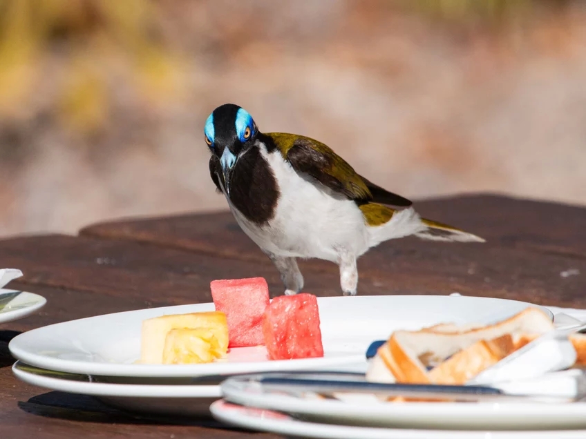 Colourful city birds