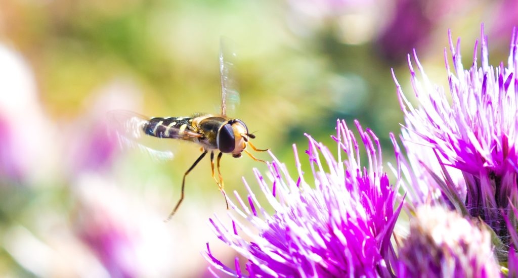 Migrating flies vital for people and nature
