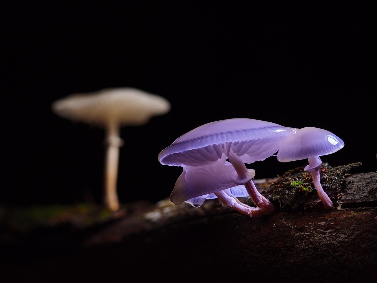Scientists Find Unexpected Deep Roots in Plants