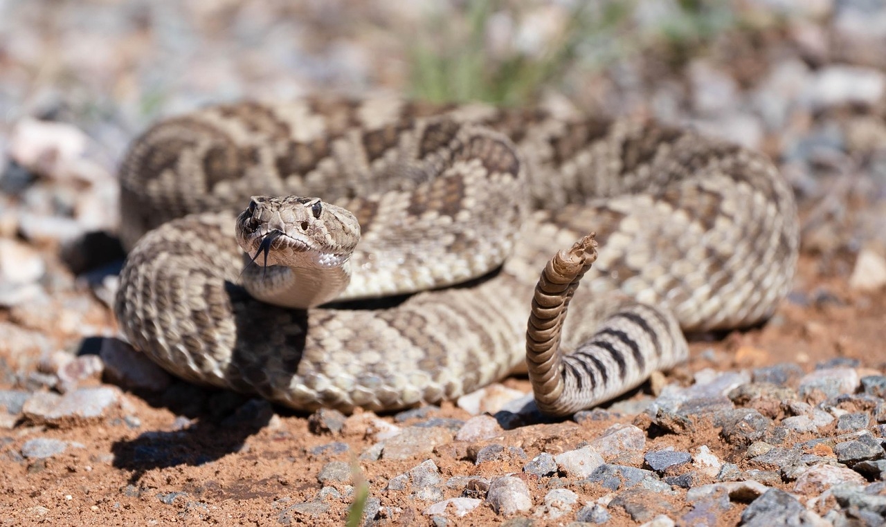 What rattlesnake venom can teach us about evolution