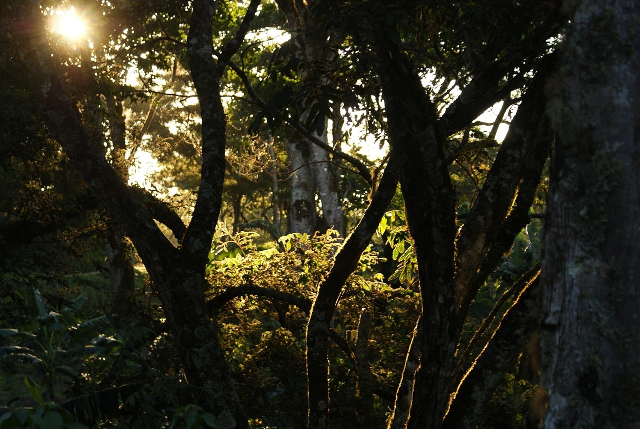 Introduced trees are becoming more common in the eastern United States, while native diversity declines