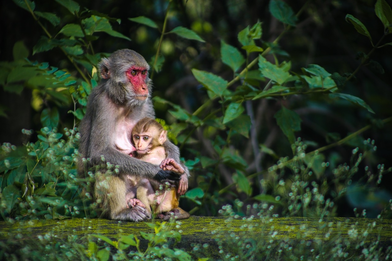 Monkey database reveals shift towards open science
