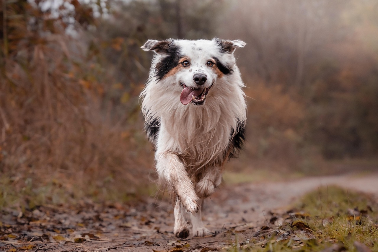 Animal energy usage made visible through video