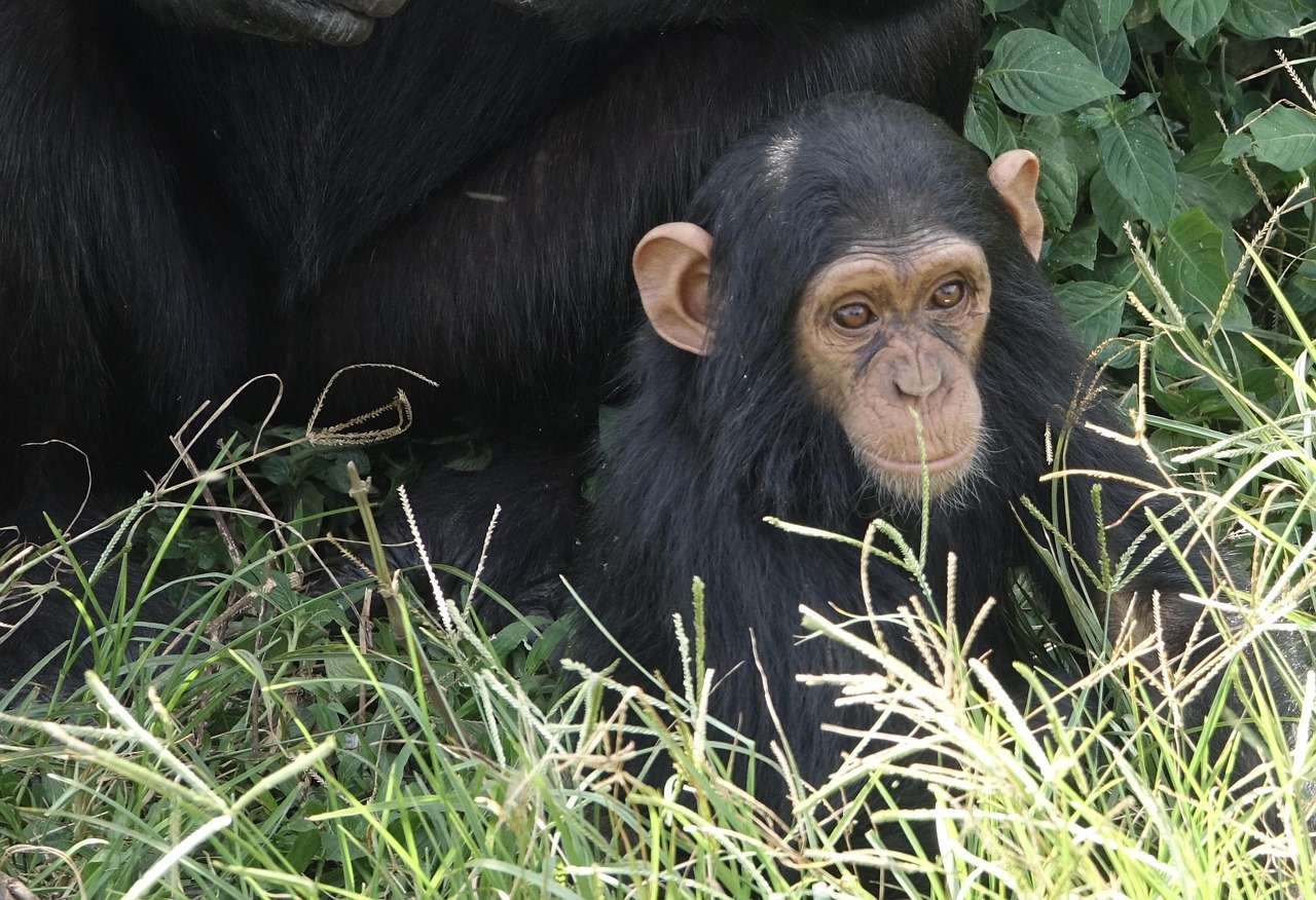 Wild chimps filmed sharing ‘boozy’ fruit