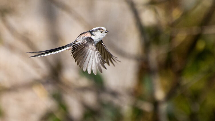 Family first: scientists reveal long-tailed tits' remarkable family bonds
