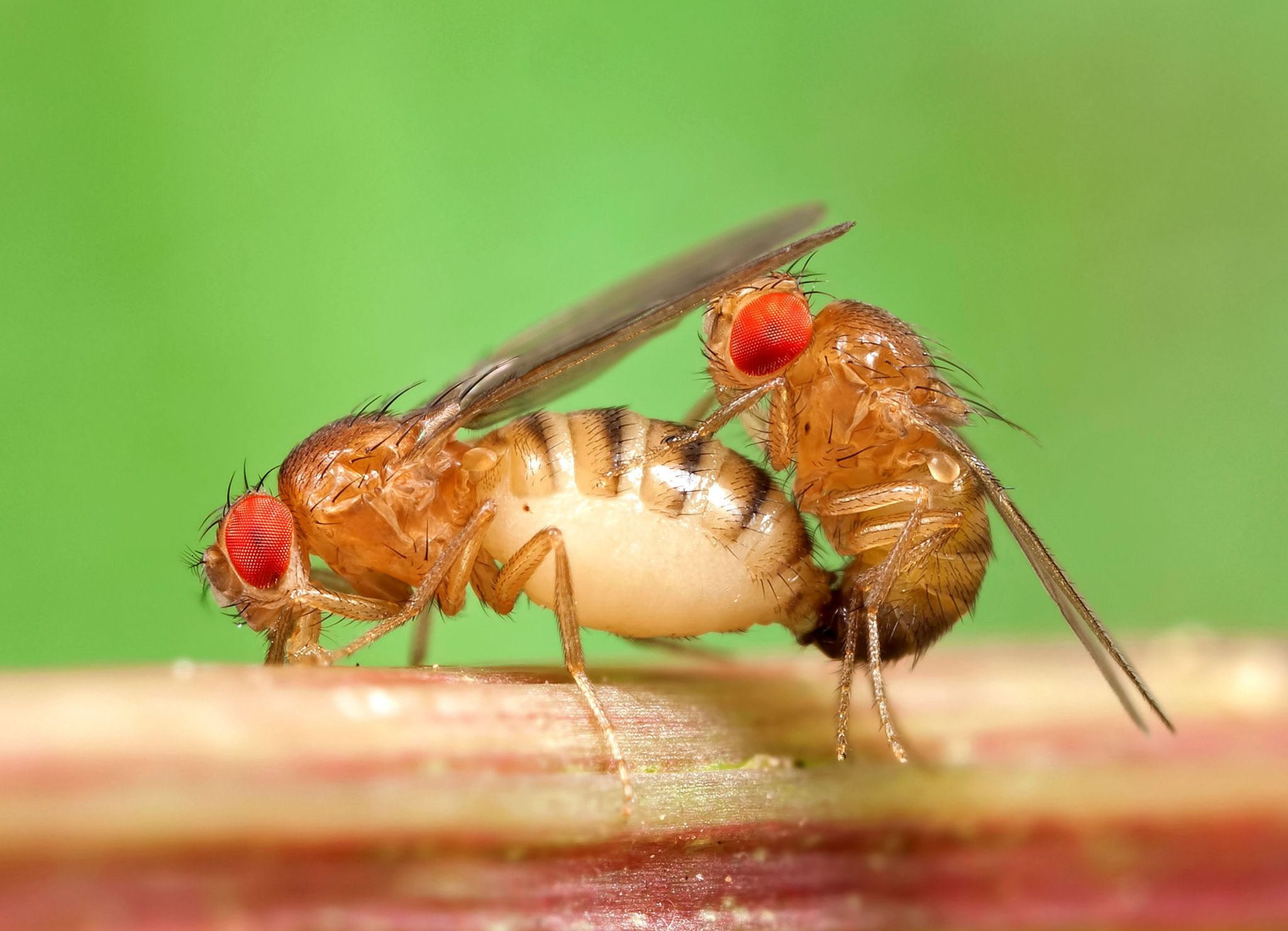 Researchers Discover Protein Necessary for Fruit Fly Fertility