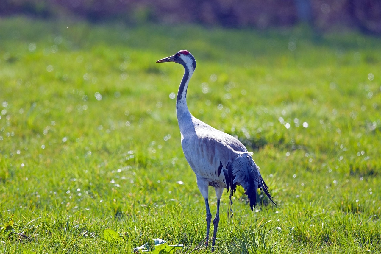 Study: Experimental bird flu vaccine excels in animal models