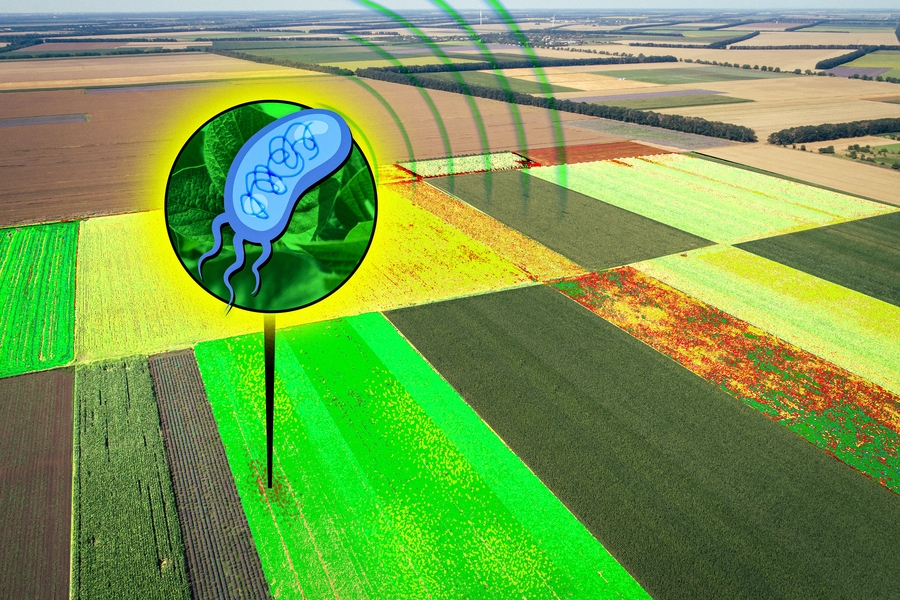 Engineered bacteria emit signals that can be spotted from a distance