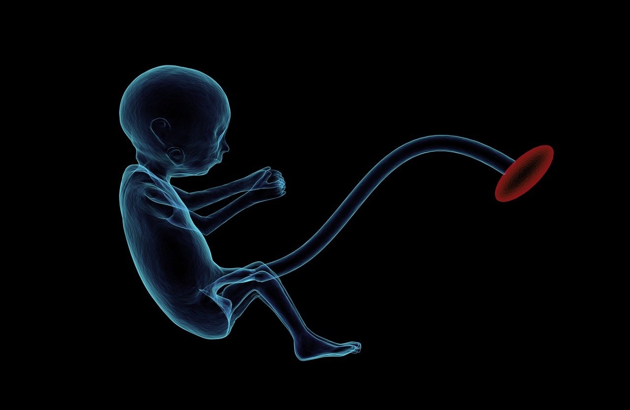 Researchers identify a novel mechanism of fetal anemia linked to mitochondrial protein synthesis deficiency