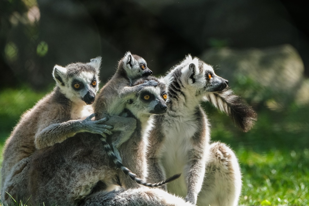 How changes in lemur brains made some mean girls nice