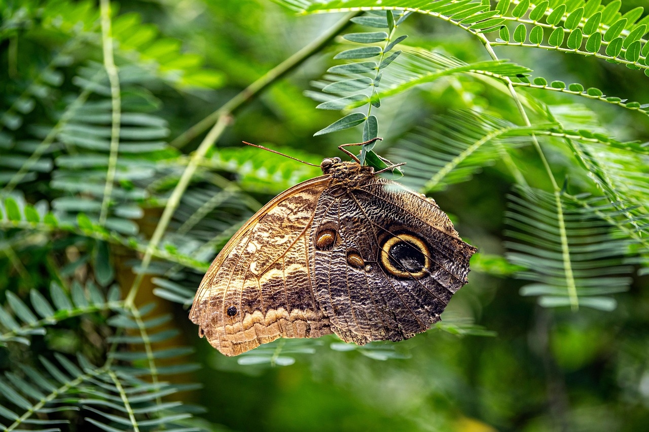 Curious isolation: new butterfly species discovered