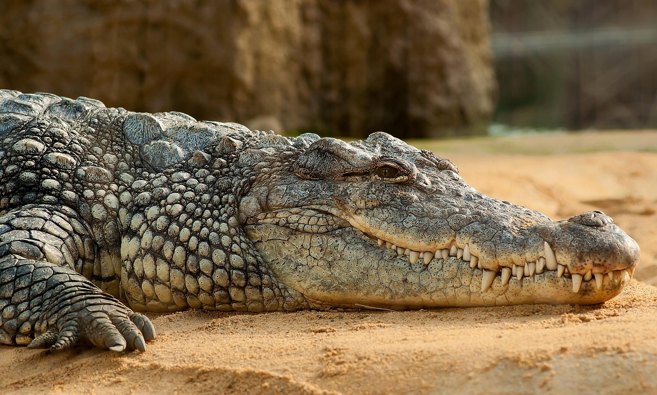 Secret to crocodylian longevity