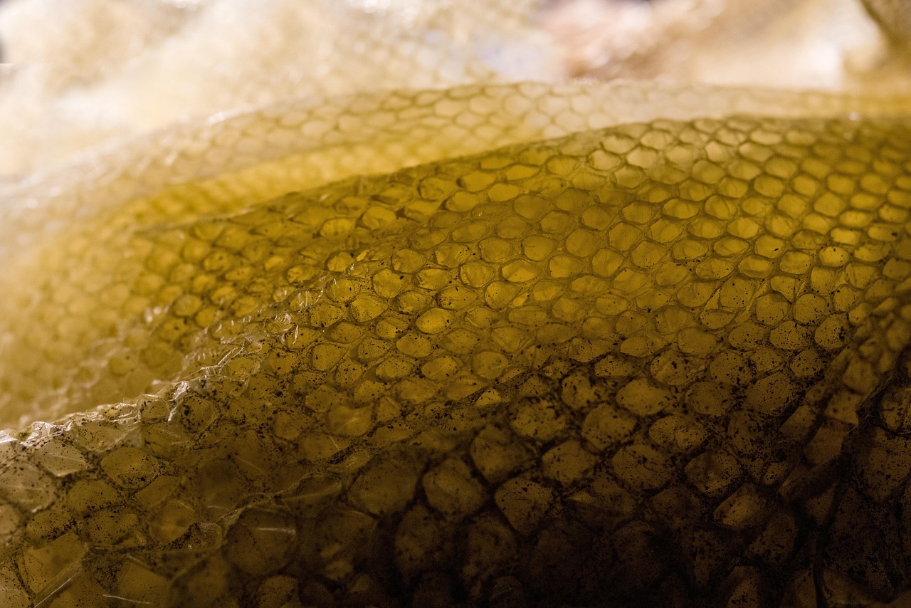 One gene defines the many patterns of snake skin