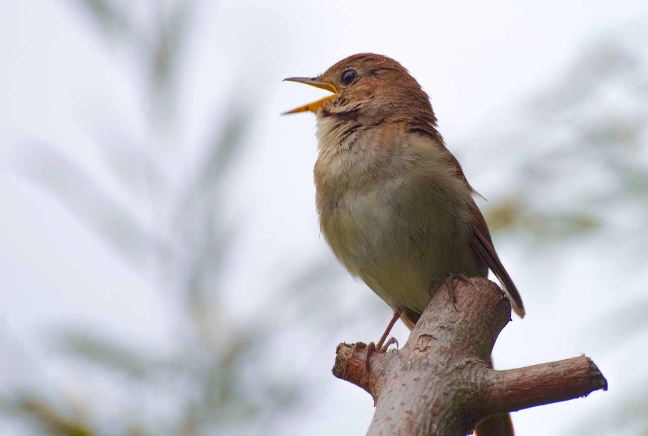 Century-old clues reveal hidden threat to Australian songbird