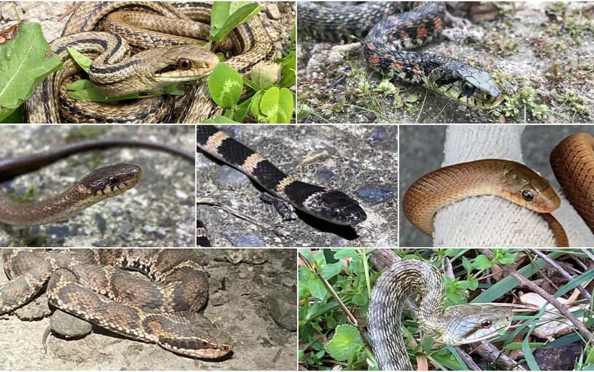 Snakes on Sado Island Coexist through Differentiation of Activity Time, Habitat, and Diet
