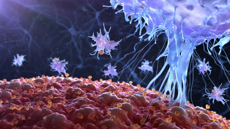 New antibody reduces tumour growth in treatment-resistant breast and ovarian cancers