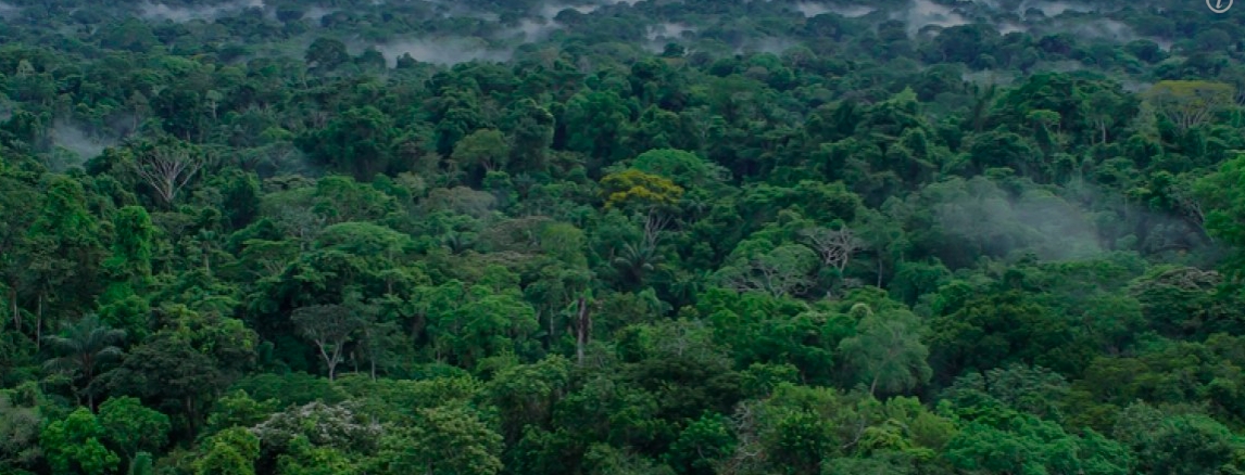 Tropical forests in the Americas are struggling to keep pace with climate change