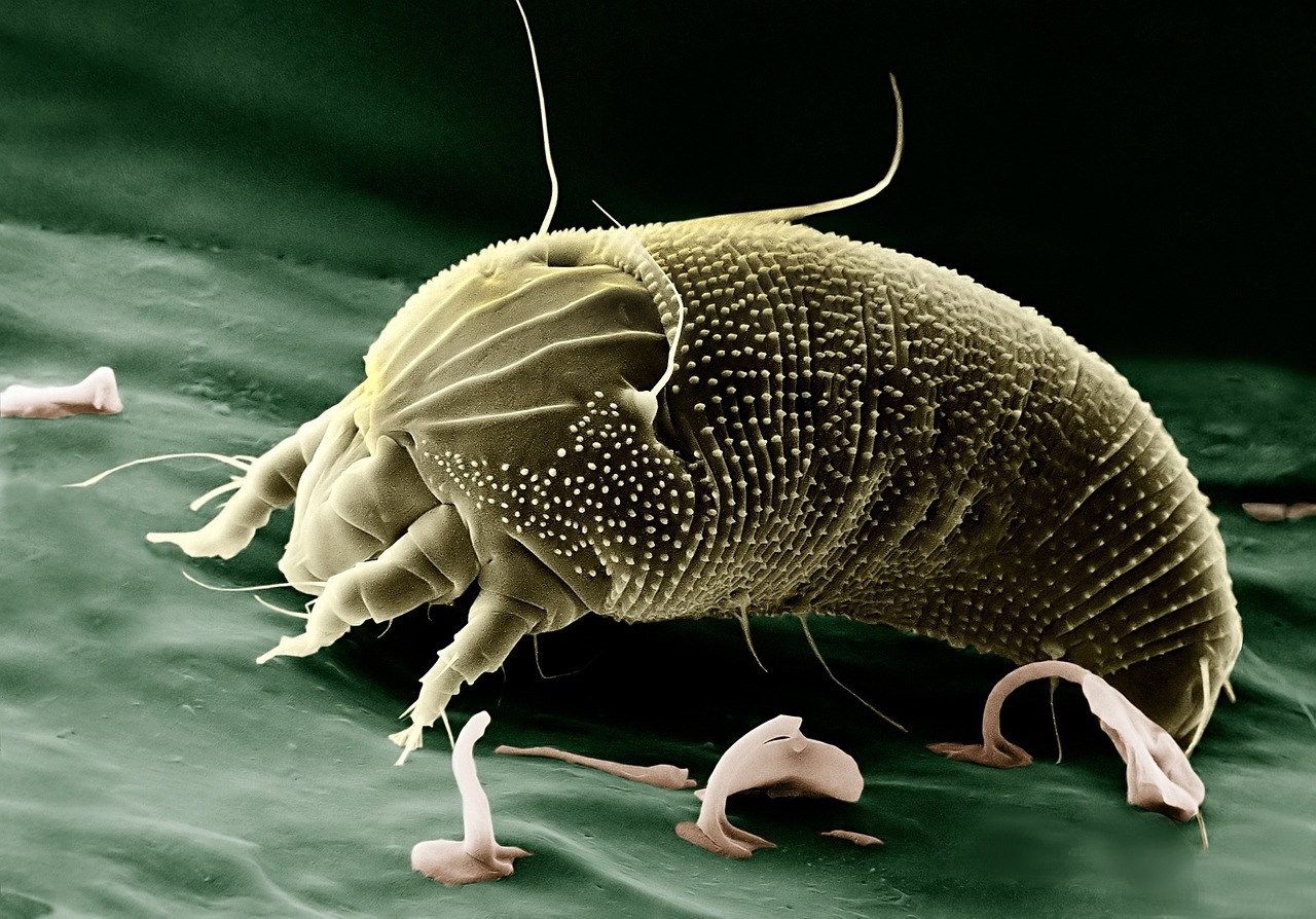 Segment Anything for Microscopy