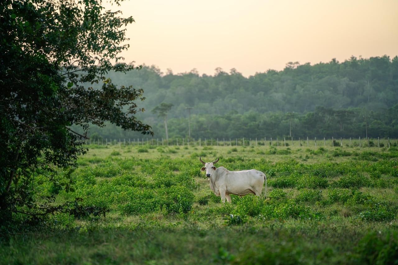 Sweet Molasses Feed Key to Understanding Grazing Behavior in Cattle
