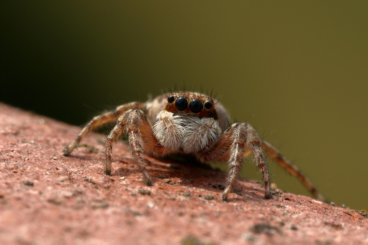 InsectNet technology identifies insects around the world and around the farm