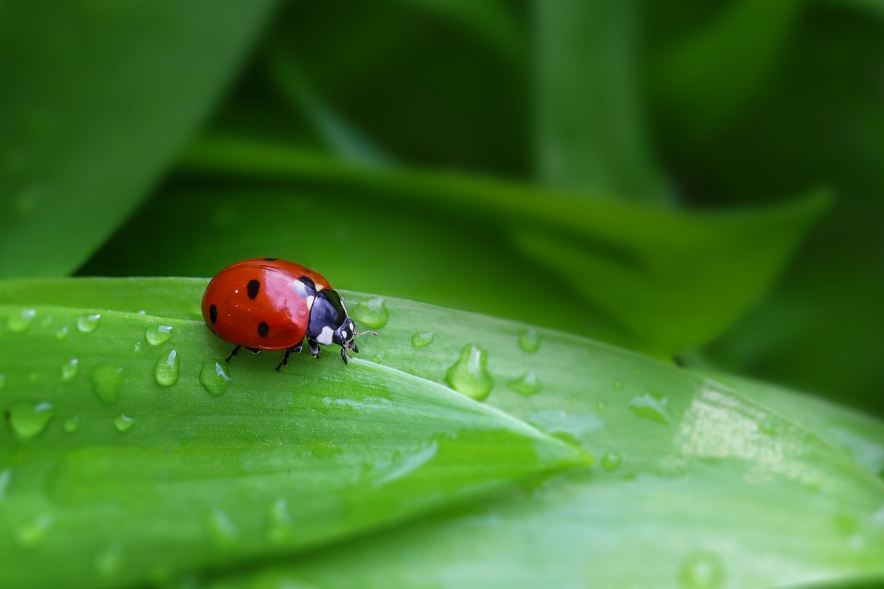 These beetles can see a color most insects can’t