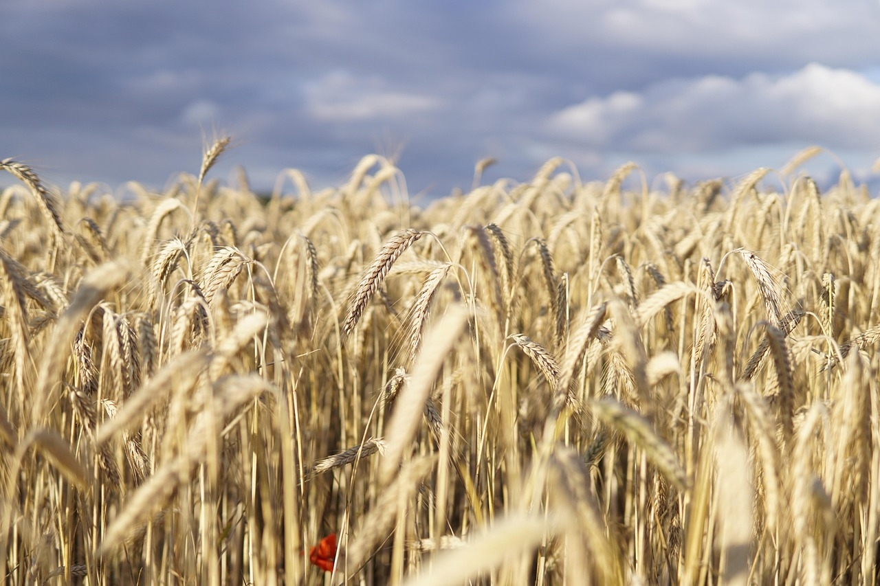 Montana State graduate students publish new explorations of wheat stem sawfly management
