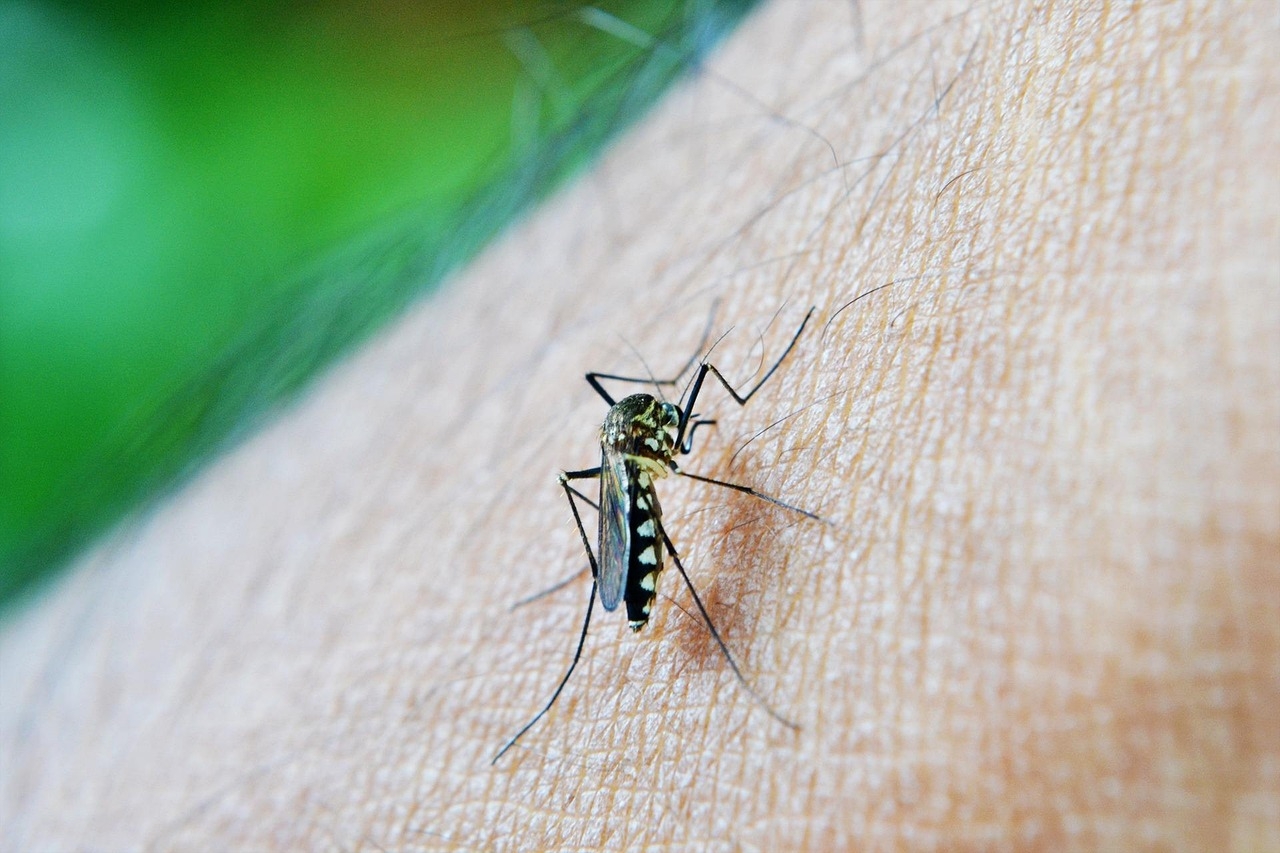 Hijacking of plasmin by dengue virus for infection
