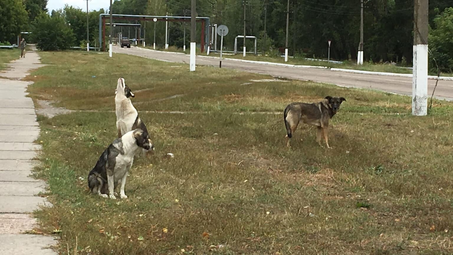 Chornobyl Dogs’ Genetic Differences Not Due to Mutation