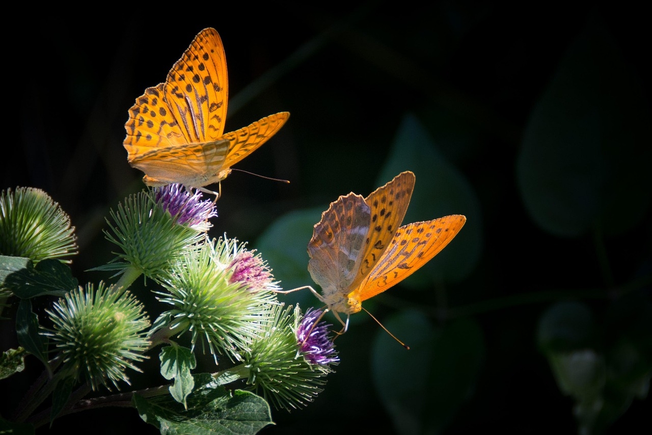 Study raises the possibility of a country without butterflies