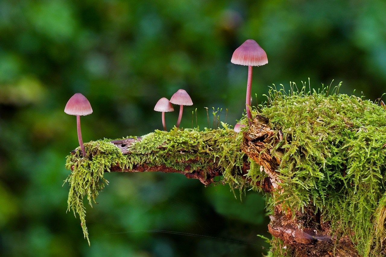 Electric fungi