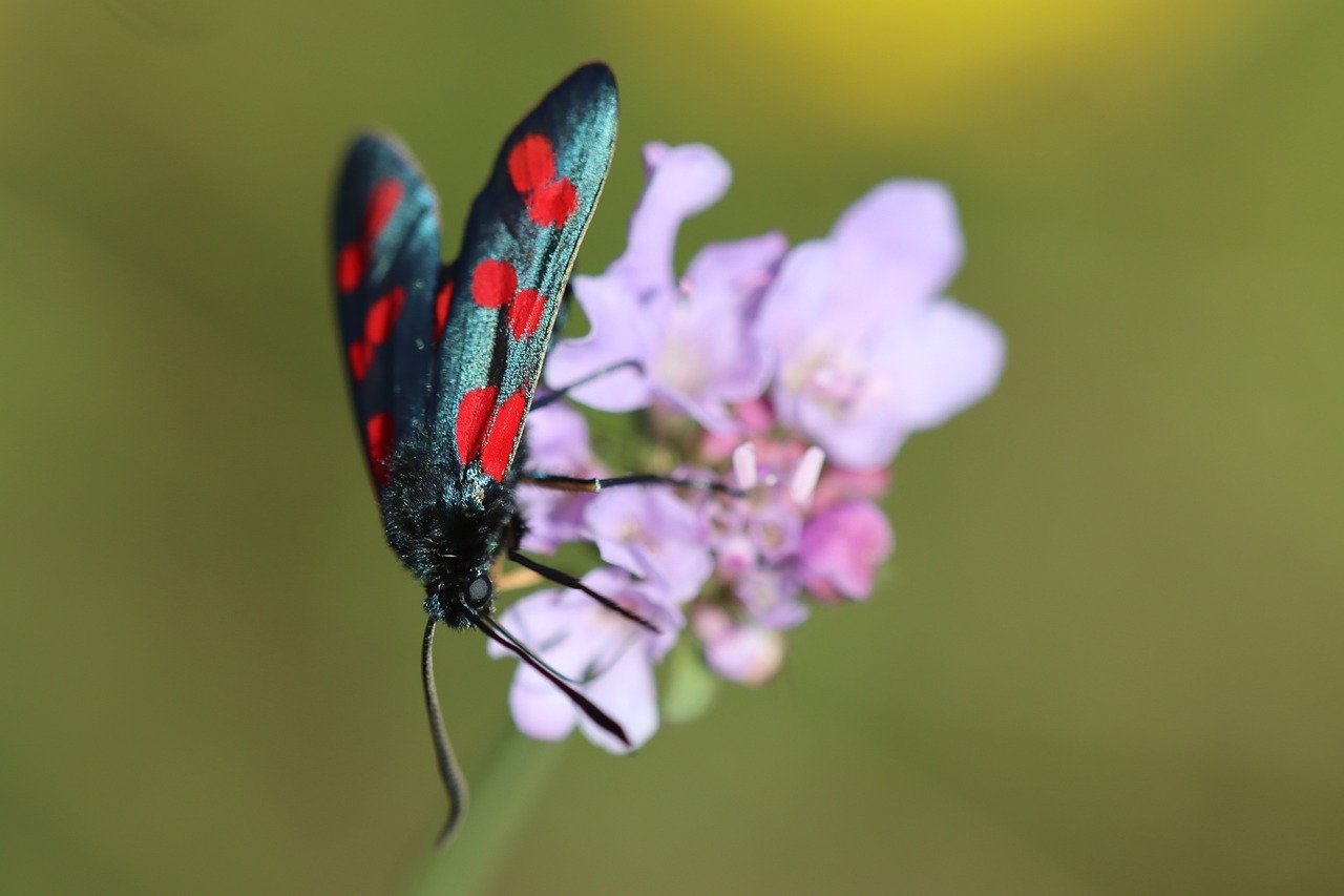 A microRNA solves an evolutionary mystery of butterfly and moth wing colouration