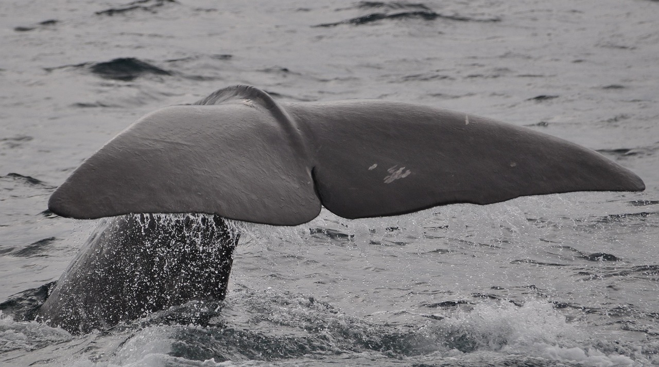 Exploring the Impact of Offshore Wind on Whale Deaths