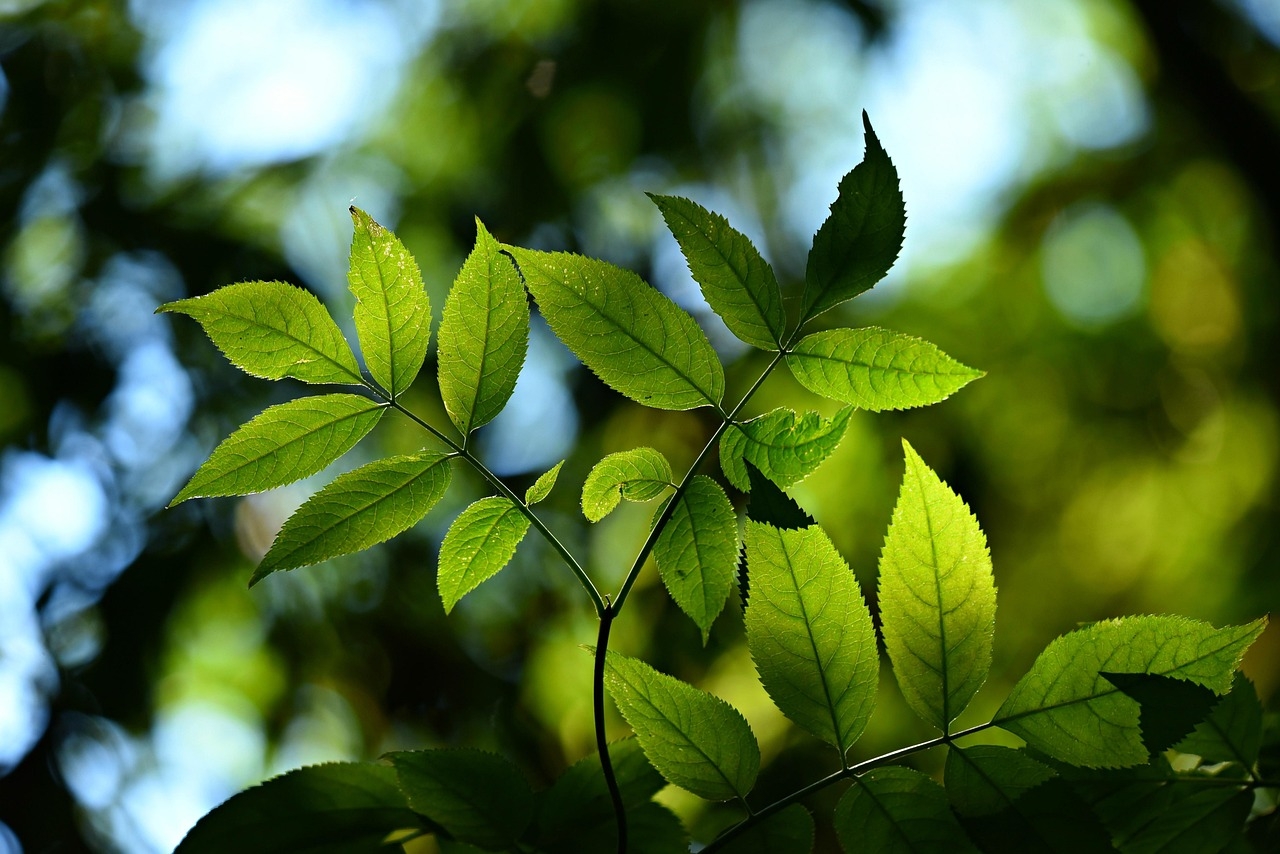 Hydrogels Harness Sunlight: A Step Closer to Artificial Photosynthesis