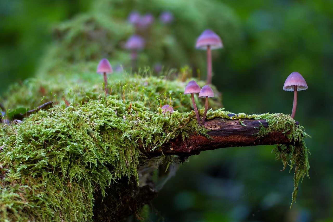 Research shows feasting fungi could revolutionize carbon-fiber recycling