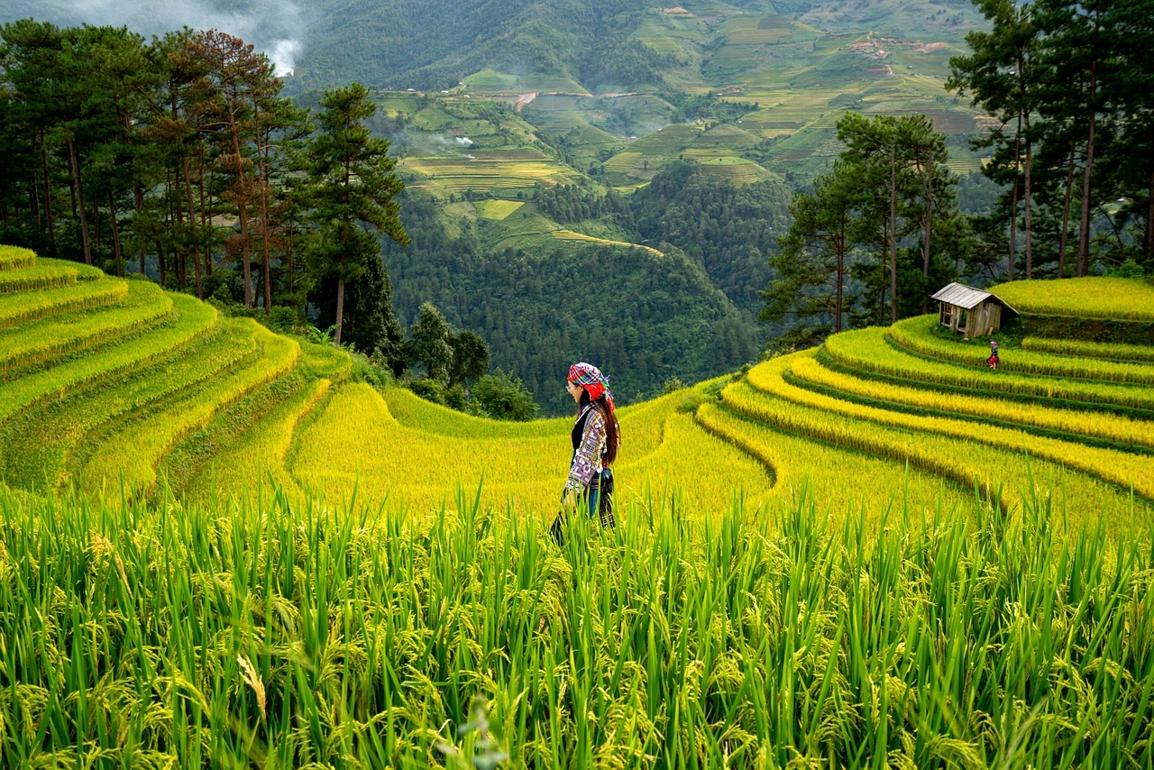 Across southeastern US, weedy rice steals herbicide resistance from crop rice