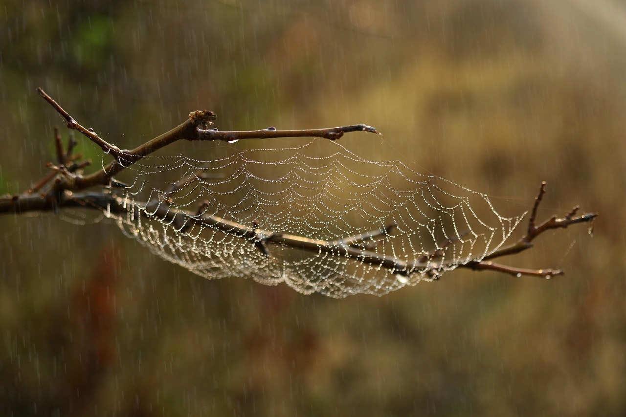 Spider uses trapped fireflies as glowing bait