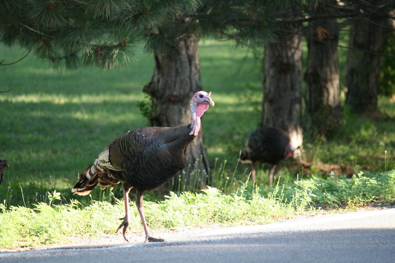 Thanksgiving special: dinosaur drumsticks and the story of the turkey trot