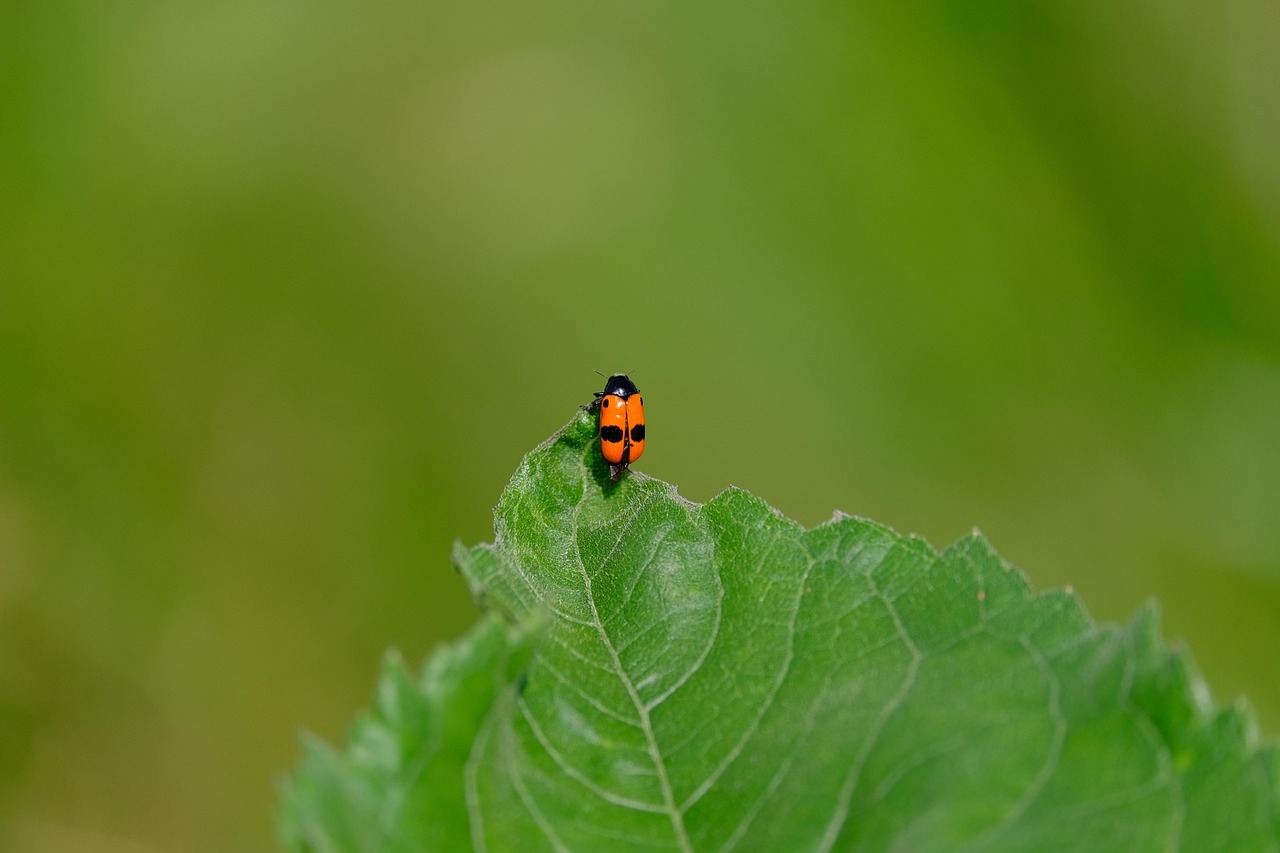 Bacterium in a beetle makes it a leaf-eater