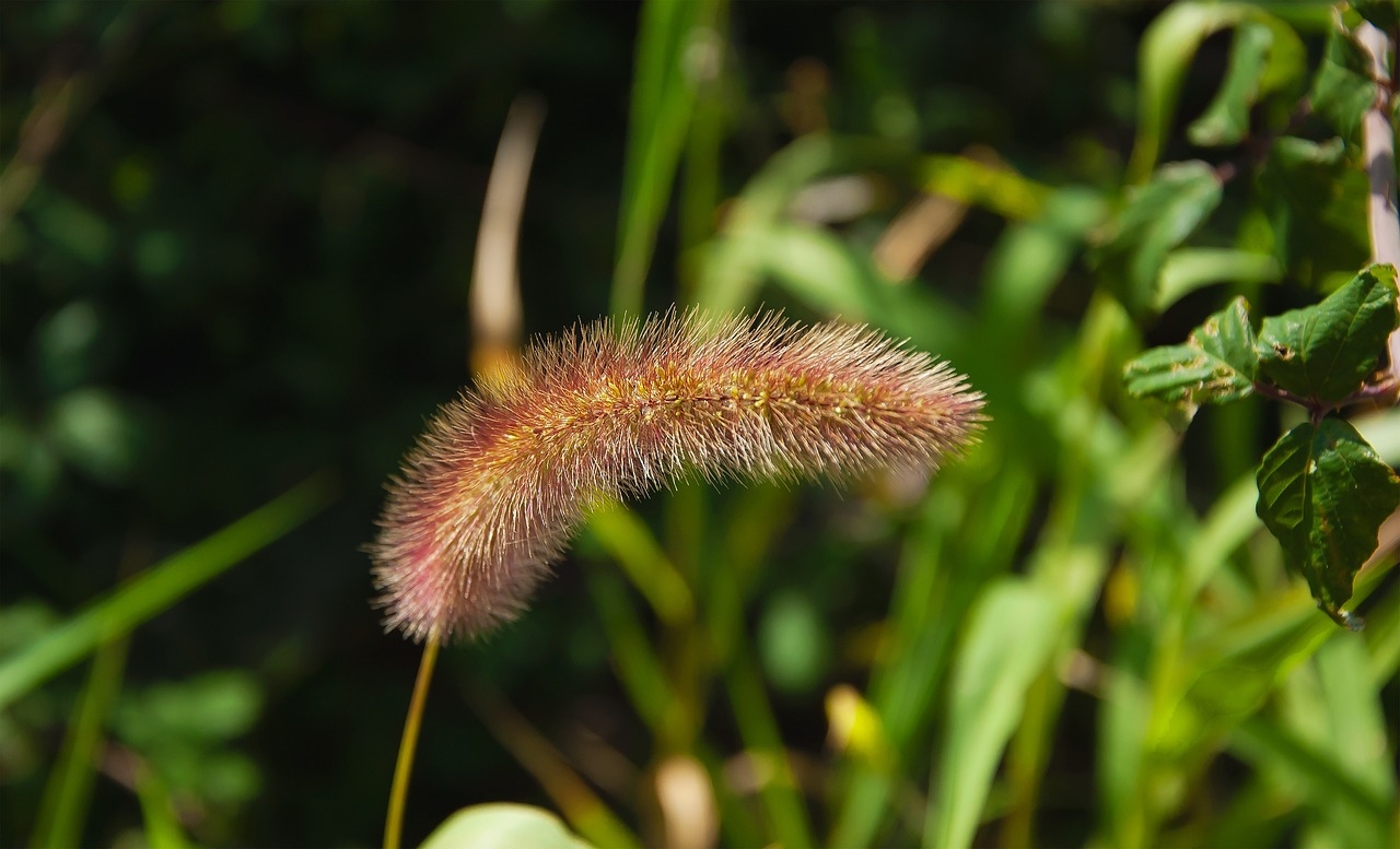 Why Invasive Plants Take Over